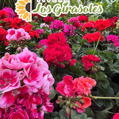 Plantas Ornamentales