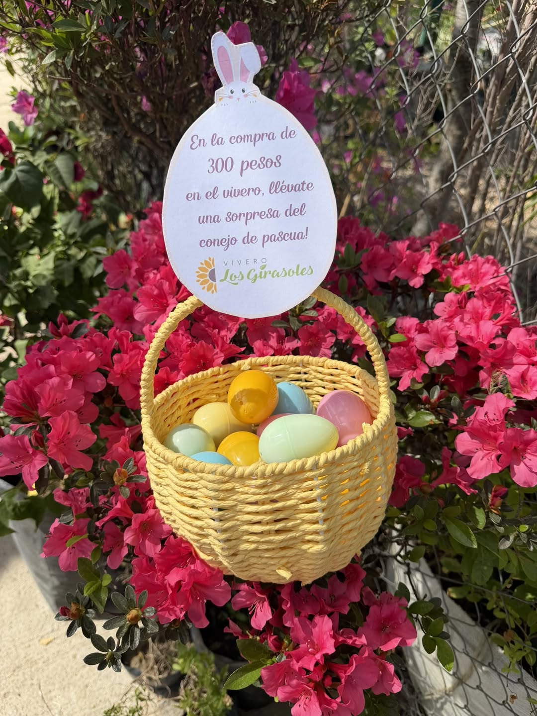 Promoción Pascua