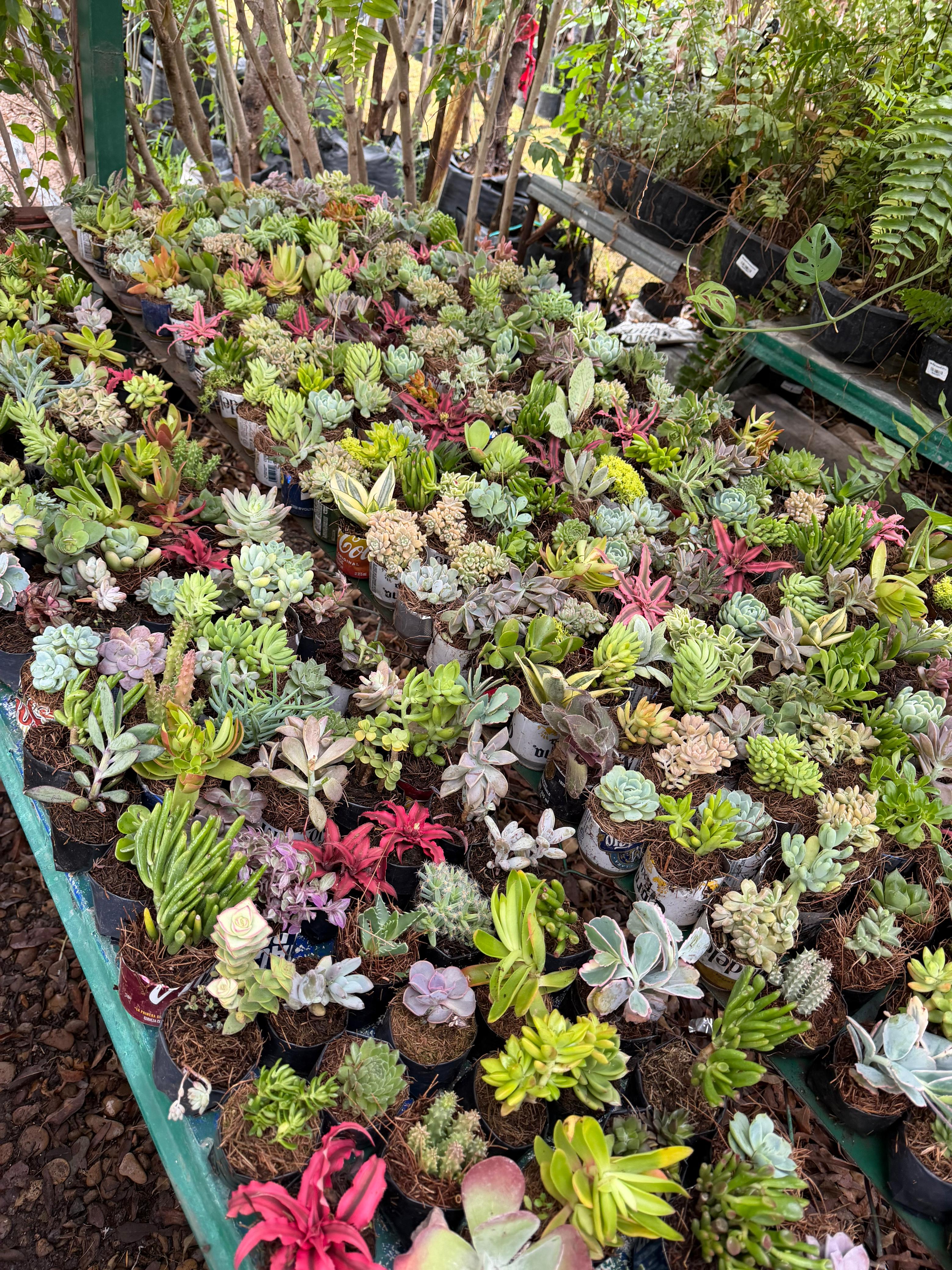 Cactus y Suculentas